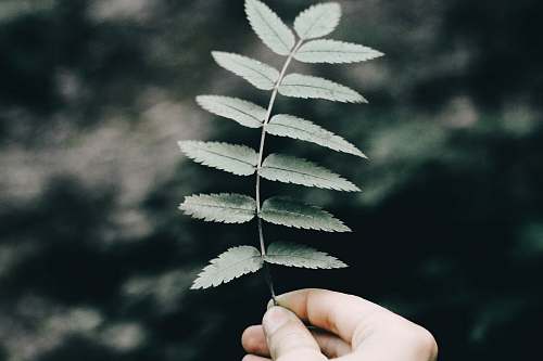 leaf person holding green leafed plant fern