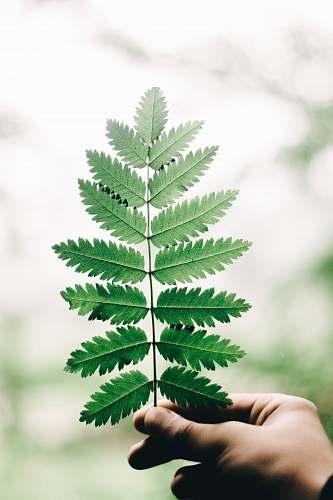 leaf person holding green leaves green