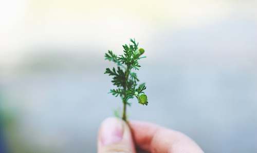 flora person holding leaf seasoning