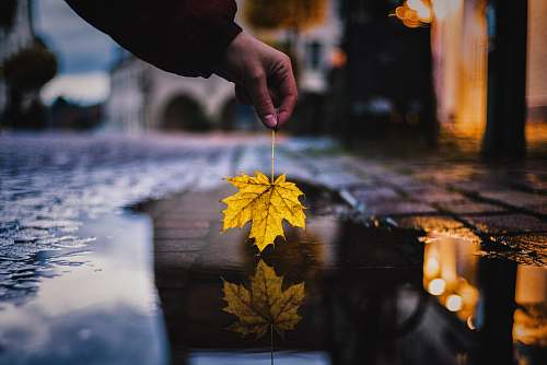 leaf person holding yellow maple leaf over water on street maple