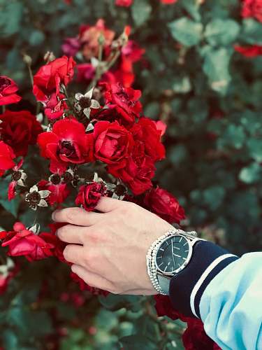 wristwatch person wearing watch holding red petaled flower rose
