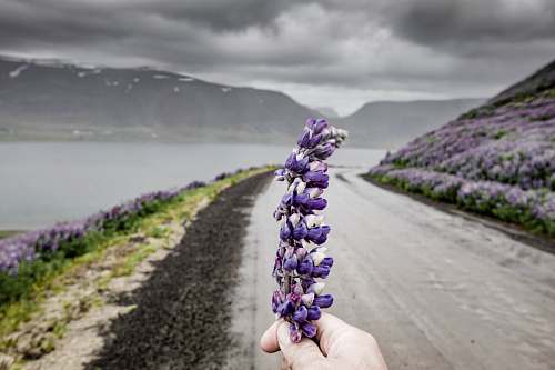 flora person's hand holding hyacinth flower lavender