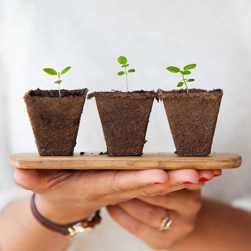 grow three green leafed plants plants