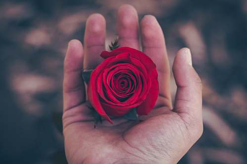 flower person holding red Rose flower flora
