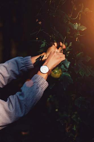 flare person wearing white watch picking green fruit light
