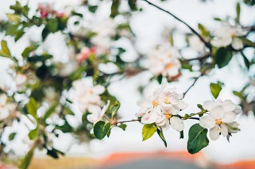  blooming white cherry blossoms 