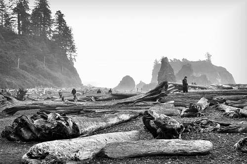  grayscale photography of wood logs 