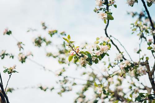  white petaled flowers 