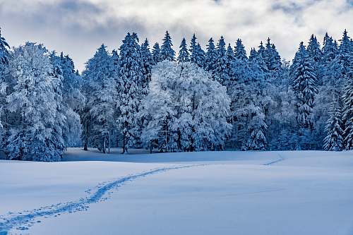 provence pine trees covered by snow canton de vaud