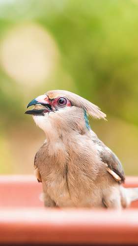 bird  beak