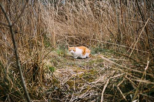 cat adult orange tabby cat surrounded by dried plants grass