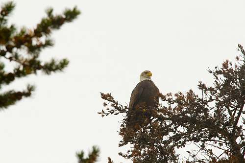 bird bald eagle on tree branch accipiter