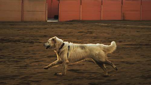 canine beige dog running on brown sand dog
