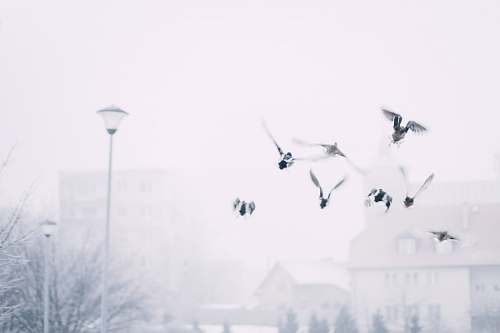 white bird flying near post lamp snow