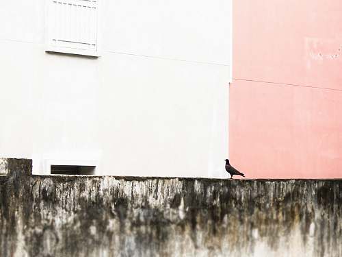bird bird on a gray cement wall apparel