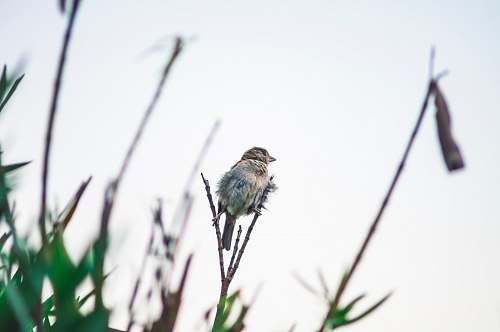bird bird on stem tree