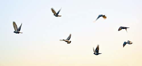 bird birds artwork flying