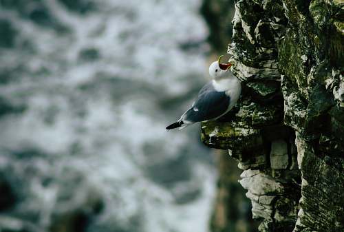 bird black and white bird on rock cliff