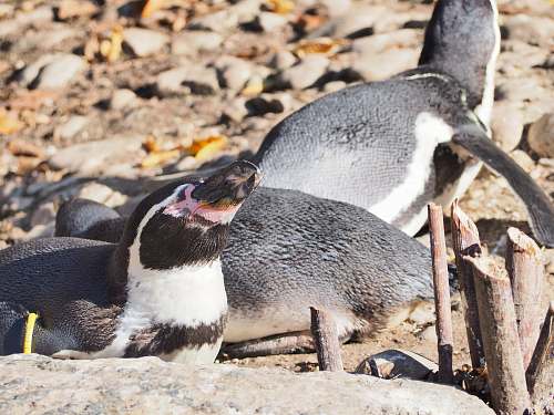bird black and white penguins penguin