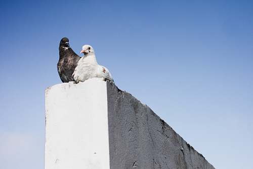 bird black and white pigeons on concrete wall pigeon