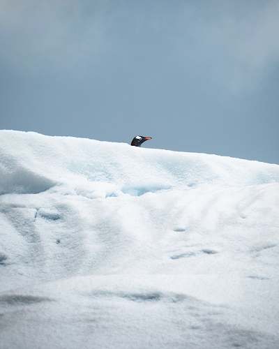 outdoors black and white small beaked bird on snowy field ice