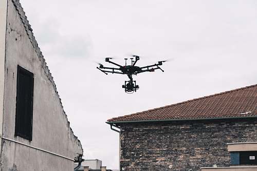 bird black video drone flying
