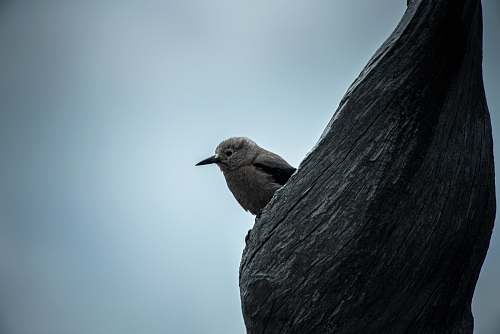 bird brown bird perched on tree blue