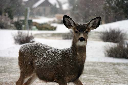 deer brown deer wildlife