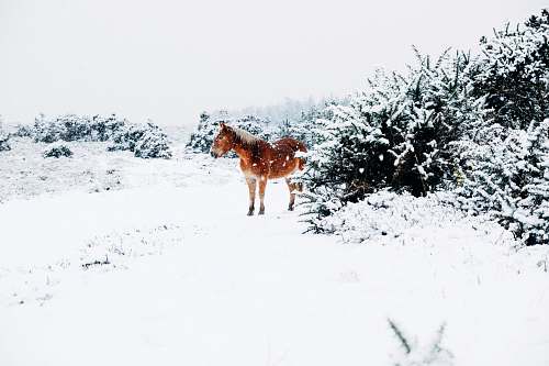 snow brown horse standing snow covered land horse