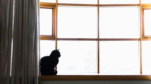 cat cat sitting on window during daytime window