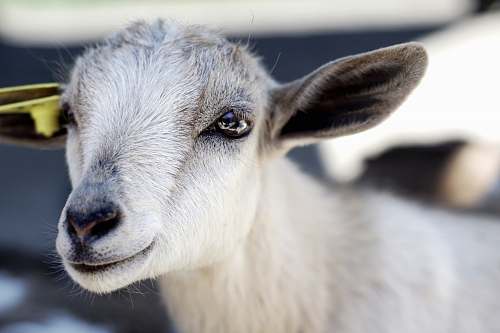 mammal close photography of white goat goat