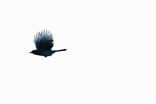 bird close-up photo of blue bird crow
