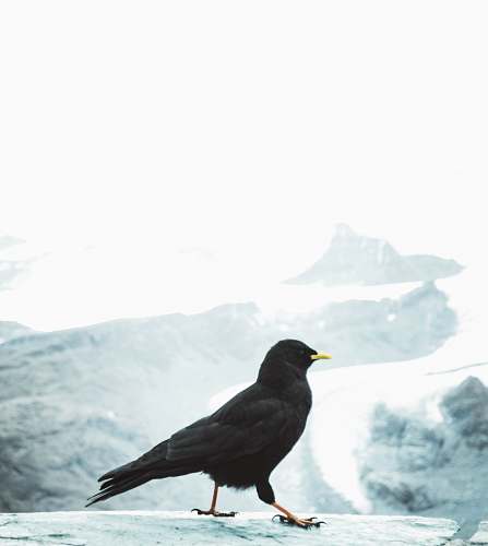 bird close up photography of crow switzerland