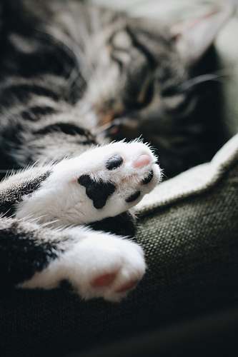 cat close-up photography of white and black tabby cat paw bear
