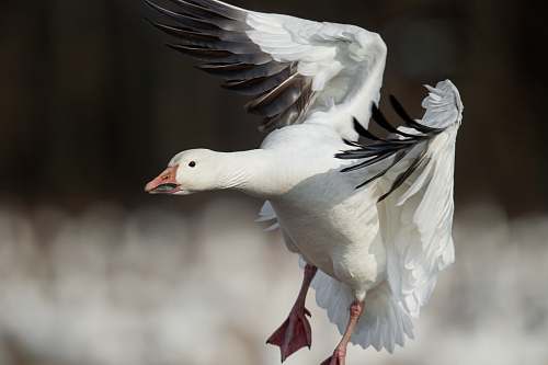 bird close-up photography of white flying goose during daytime goose