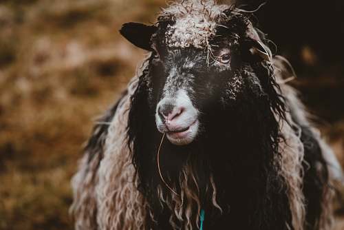 goat closeup photo of black and tan goat mammal