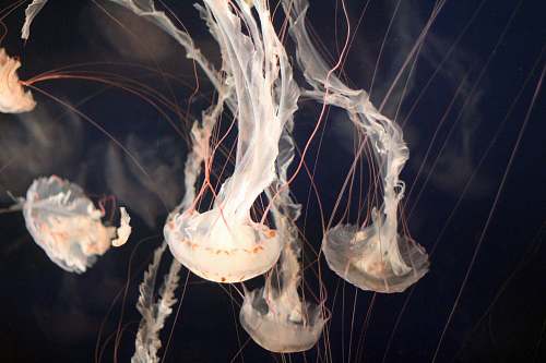 jellyfish closeup photo of jellyfish invertebrate