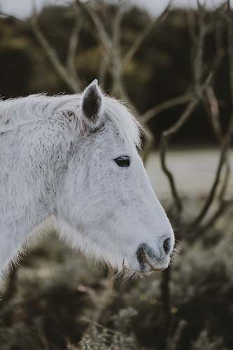 grey closeup photo of white horse head horse