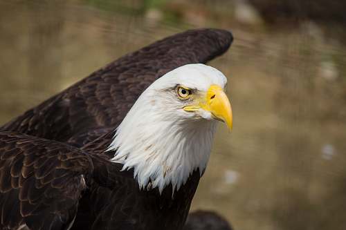 bird closeup photography of brown and white eagle eagle