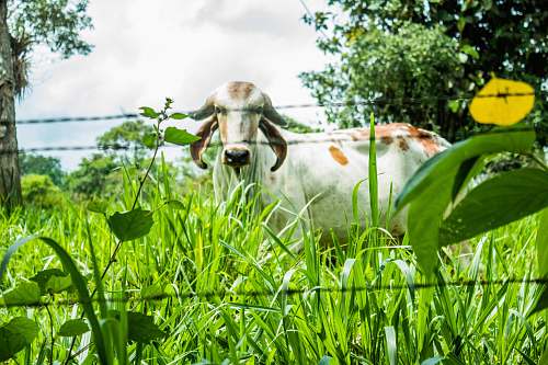 plant cow on green grass field cow