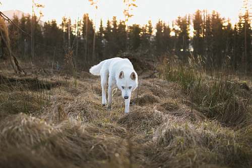 dog dog standing on dried grass pet