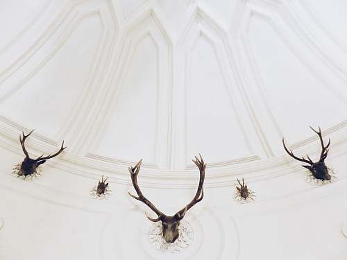 grey five black deer head taxidermies on white wall deer