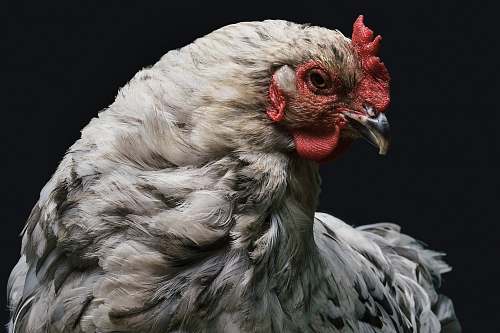 bird gray and red rooster chicken