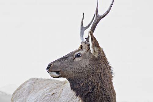 wildlife gray horned animal deer