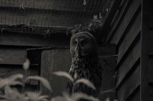 building grayscale photography of owl owl
