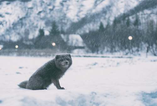 iceland greyscale photography of raccoon on open field covered with snow during winter grey