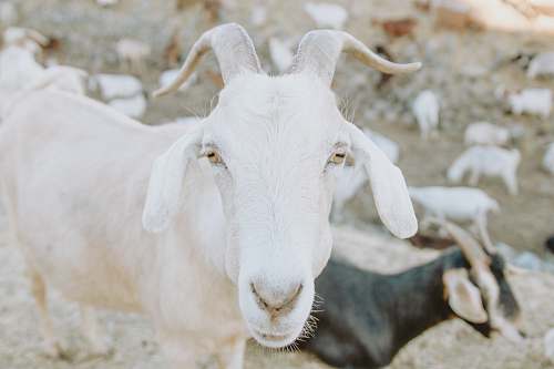 goat herd of goats under sunny sky mammal