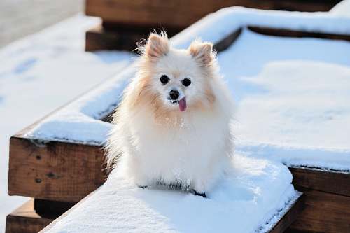 dog long-coated white dog pet