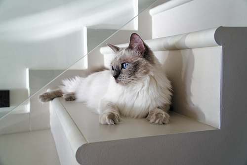 cat long-fur white can lying on white stairs mammal