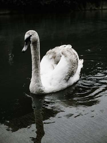bird mute swan on body of water water